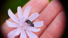 Acmaeodera ornata