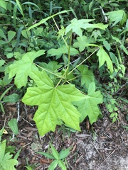 Liquidambar styraciflua