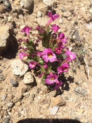 Diplacus constrictus