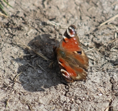 Aglais io