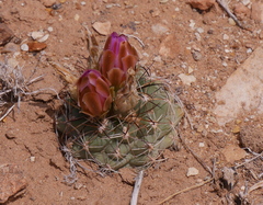 Sclerocactus glaucus