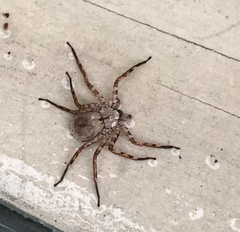 Selenops submaculosus