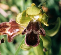 Ophrys vasconica