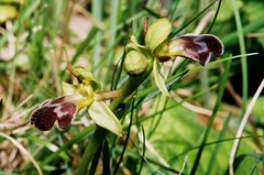 Ophrys vasconica