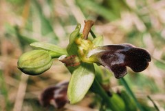 Ophrys vasconica