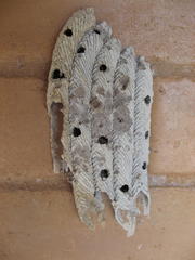 Trypoxylon lactitarse