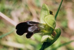 Ophrys vasconica