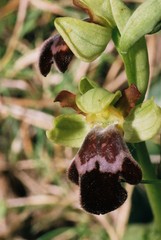 Ophrys vasconica