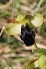Ophrys vasconica