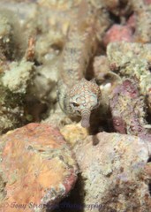 Corythoichthys intestinalis