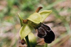 Ophrys vasconica