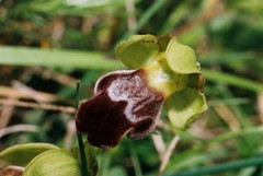 Ophrys vasconica