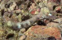 Corythoichthys intestinalis