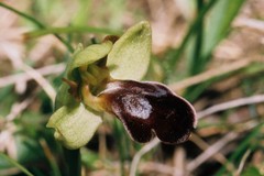 Ophrys vasconica