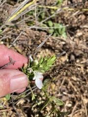 Teucrium townsendii