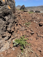 Teucrium townsendii
