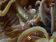 Ancylomenes speciosus