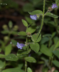 Scutellaria parvula