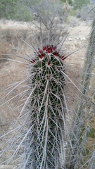 Lemaireocereus hollianus