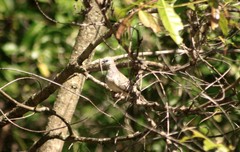 Geopelia placida placida