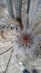 Lemaireocereus hollianus