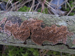 Fuscoporia ferrea