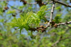 Fraxinus excelsior