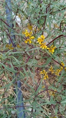 Flaveria ramosissima