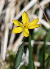 Sisyrinchium longipes