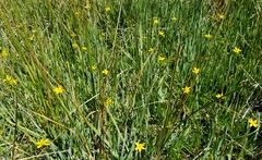 Sisyrinchium longipes