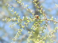 Larix sibirica