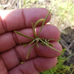 Planodes virginicum