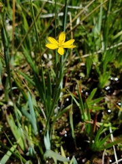 Sisyrinchium longipes