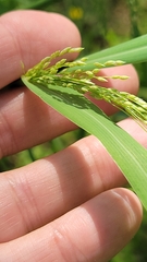 Panicum antidotale