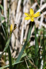 Sisyrinchium longipes