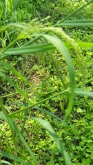 Panicum antidotale