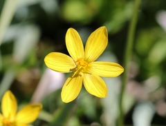 Sisyrinchium longipes