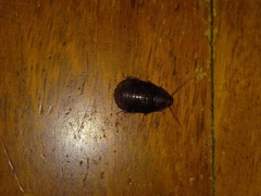 Pycnoscelus surinamensis