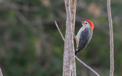 Melanerpes aurifrons