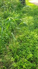 Panicum antidotale