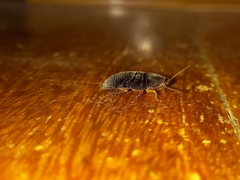 Pycnoscelus surinamensis