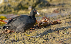 Fulica americana