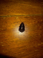 Pycnoscelus surinamensis