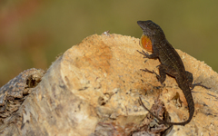 Anolis sagrei