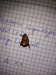 Pycnoscelus surinamensis