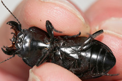 Pasimachus marginatus