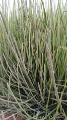 Euphorbia rossiana