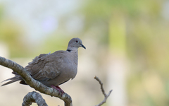 Streptopelia decaocto