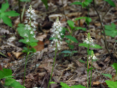 Tiarella austrina