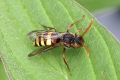 Nomada panzeri